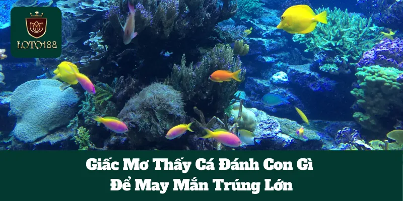 Giấc Mơ Thấy Cá Đánh Con Gì Để May Mắn Trúng Lớn 1 Giấc Mơ Thấy Cá Đánh Con Gì Để May Mắn Trúng Lớn